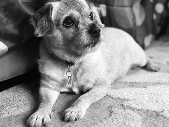 Close-up of a dog looking away