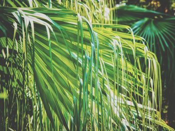 Close-up of palm leaf