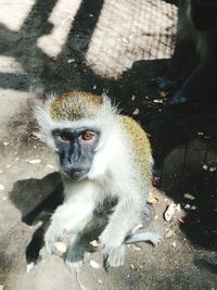 Close-up of hand feeding snake