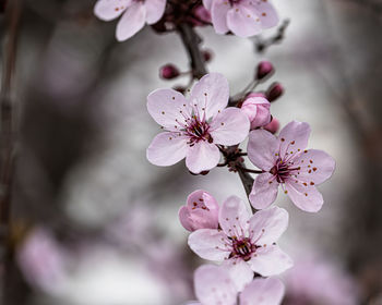 Close-up of pink cherry blossoms