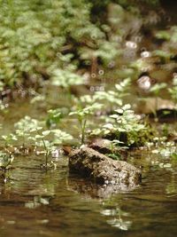 View of duck in lake