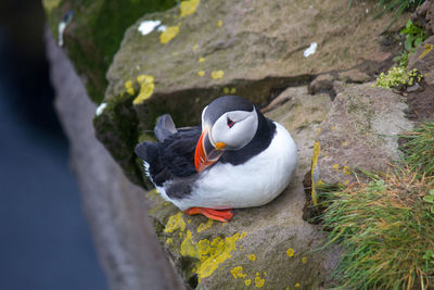 High angle view of duck on rock