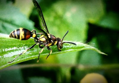 Close-up of insect