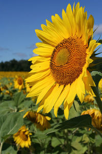 Close-up of yellow sunflower on field