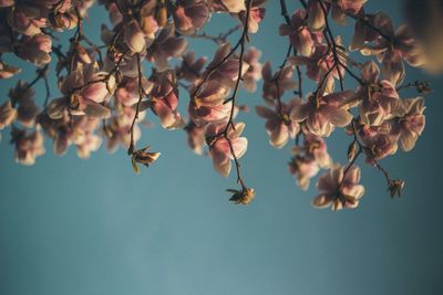 Close-up of fresh flowers on tree