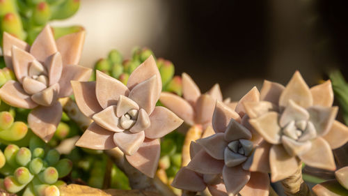 Close-up of paper plant