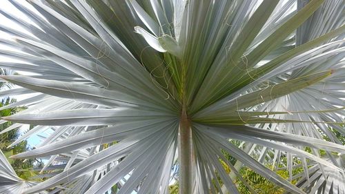 Full frame shot of leaf