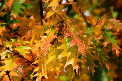 Close-up of maple leaves