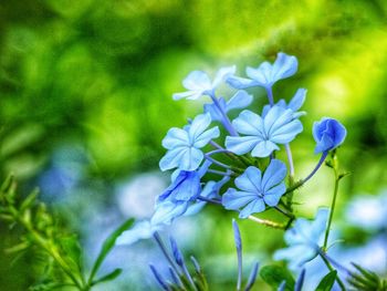 Close-up of purple flowering plant