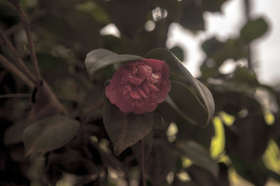 Close-up of rose blooming outdoors