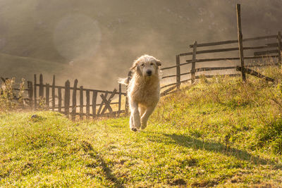 Portrait of sheep on field