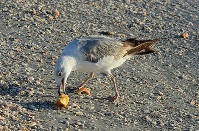 Common gull eating apple at beach