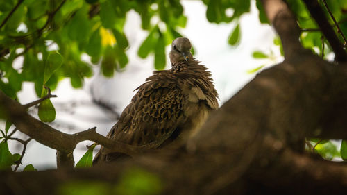 Low angle view of eagle perching on branch