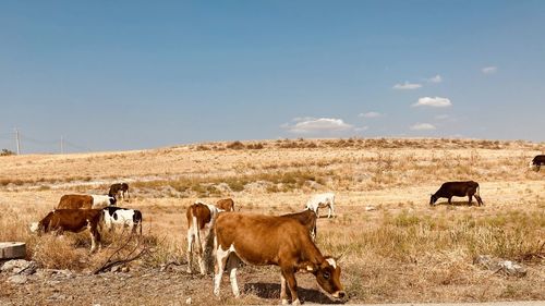 Cows grazing in a field