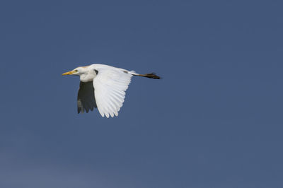 Low angle view of seagull flying in sky