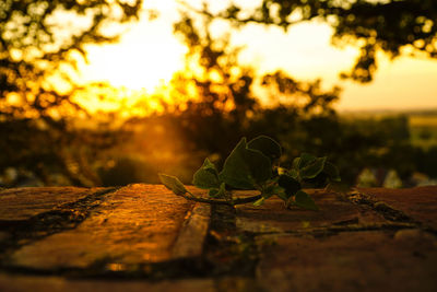 Leaf on retaining wall against sky during sunset