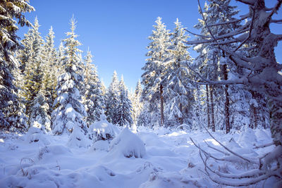 Snow covered pine trees against sky