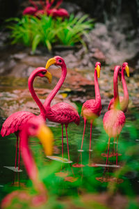 Birds in a lake