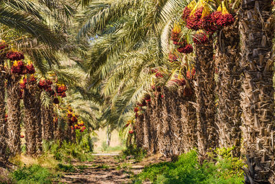 Trees growing on field