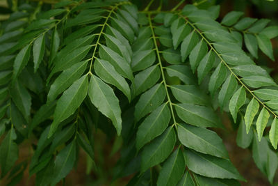 Close up of curry leaf