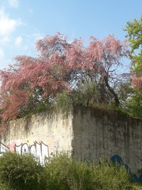 Trees by plants against sky during autumn