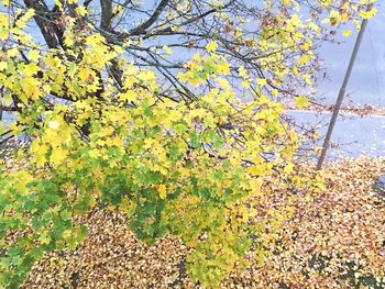 Low angle view of tree against sky