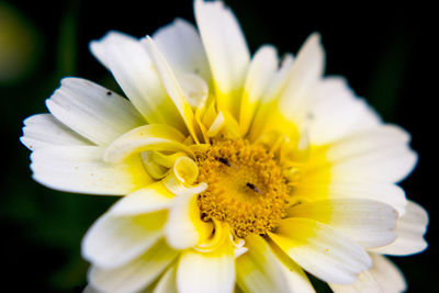 Close-up of white flower against black background