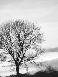 Bare tree against sky