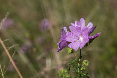 Close-up of pink flower blooming