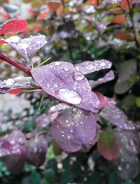 Close-up of raindrops on wet purple flowering plant during rainy season