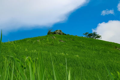 Scenic view of grassy field against sky