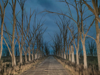 Old trees on the road sides