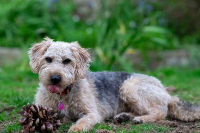 Portrait of dog relaxing on field