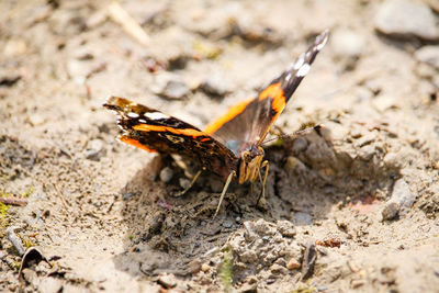 Close-up of butterfly on land