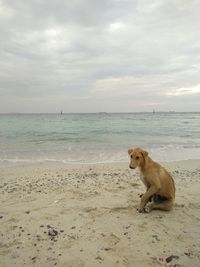 Dog on beach against sky