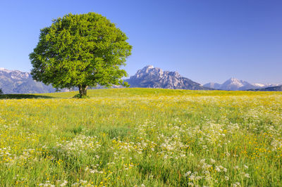 Scenic view of flowering plants on field against clear sky