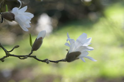 Close-up of white flowering plant