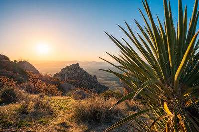 Yucca plant on mountain during sunrise 