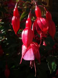 Close-up of red flowers