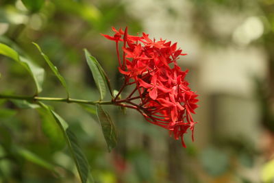 Close-up of red flowering plant