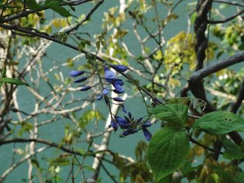 Close-up of flowers on branch