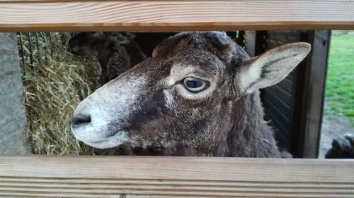 Close-up of a goat 