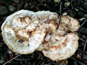 Close-up of mushrooms