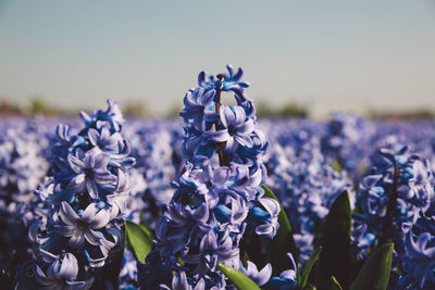 Close-up of purple flowers