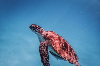 Close-up of turtle swimming in water against blue sky