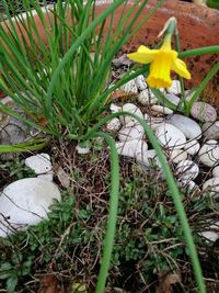 Close-up of yellow flower on grass