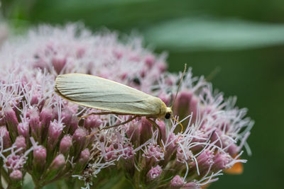 Close-up of butterfly pollinating on flower