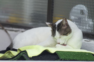 Close-up of a cat sleeping