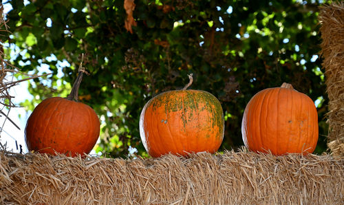 View of pumpkins against orange sky