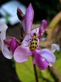 Close-up of insect on purple flower